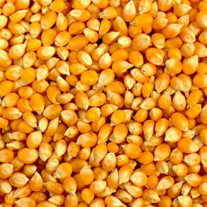 मकई