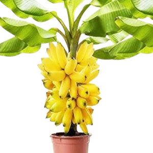 केले का पौधा