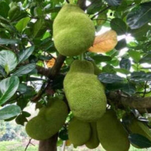 कटहल