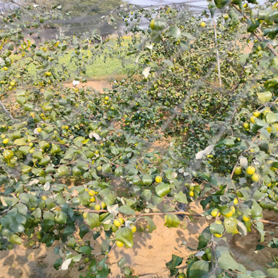 नींबू - Image 2