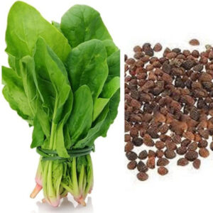 पालक