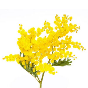 Acacia (बबूल)