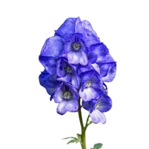 Aconite(कुचला)