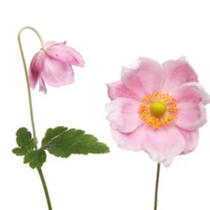 Anemone flower (एनीमोन फ्लावर)