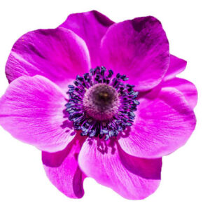Anemone flower(एनीमोन फ्लावर)