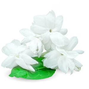 Arabian jashmine (मोगरा)