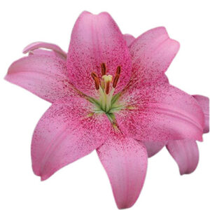 Asiatic lily (एशियाटिक लिली)