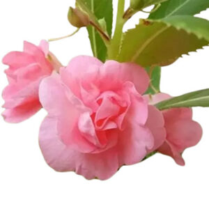 Balsam(गुल मेहंदी)