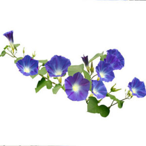 Blue morning glory (प्रातः श्री)