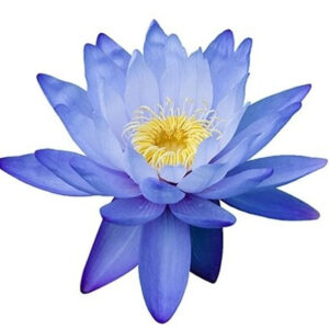 Blue water lily (नीलकमल)