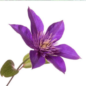 Bluestar(असोनिया)