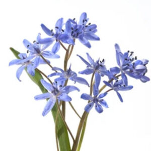 Bluestar flower (असोनिया)