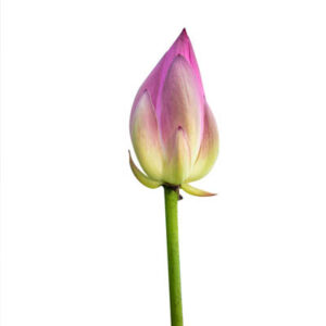 Bud (कली)