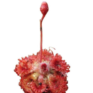 Burmanns sundew (मुखजली)