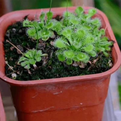 Burmanns sundew (मुखजली) - Image 2