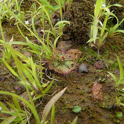 Burmanns sundew (मुखजली) - Image 3