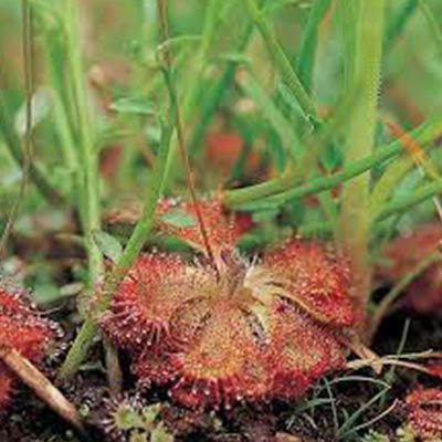 Burmanns sundew (मुखजली) - Image 4