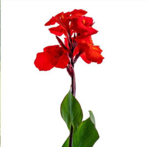 Canna lily (सर्वजय)