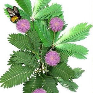 Shameplant (छुईमुई)