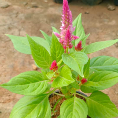 Cockscomb flower(लाल मुर्गा) - Image 2