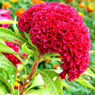 Cockscomb flower(लाल मुर्गा) - Image 3