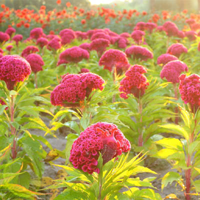 Cockscomb flower(लाल मुर्गा) - Image 4