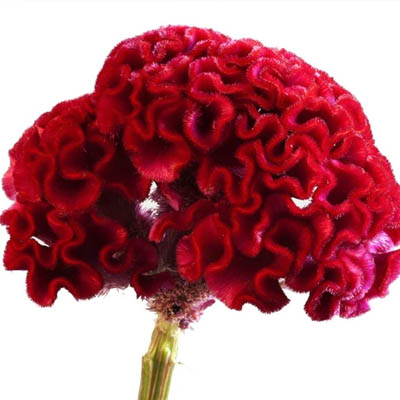 Cockscomb flower(लाल मुर्गा)