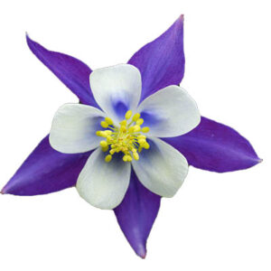 Columbine flower(कलुम्बिन फूल)