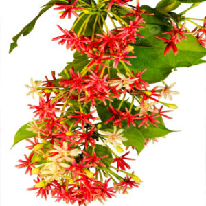 Combretum indicum(मधुमालती)