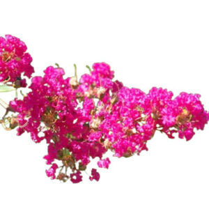Common crape myrtle (सावनी)