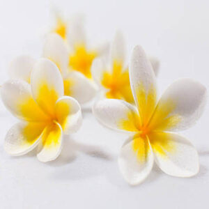 Common white frangipani (गुलांची)