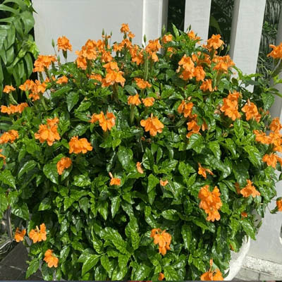 Crossandra (अबोली) - Image 2