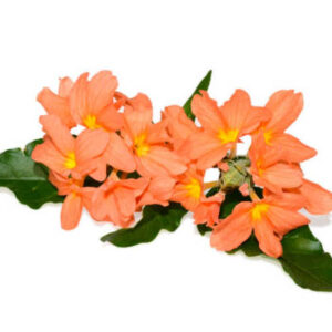 Crossandra (अबोली)