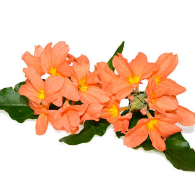 Crossandra (अबोली)