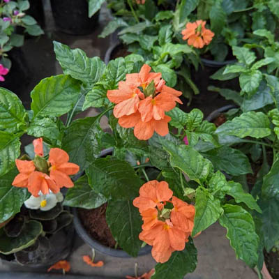 Crossandra (अबोली) - Image 3