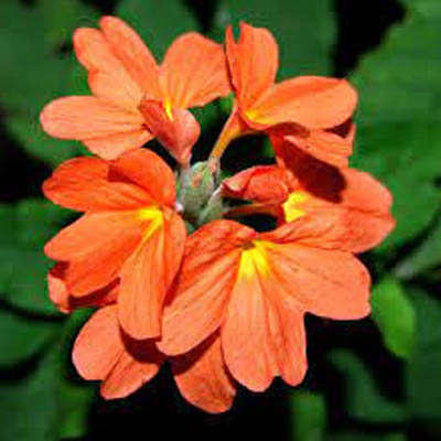 Crossandra (अबोली) - Image 4
