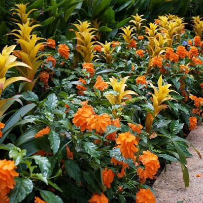 Crossandra (अबोली) - Image 5