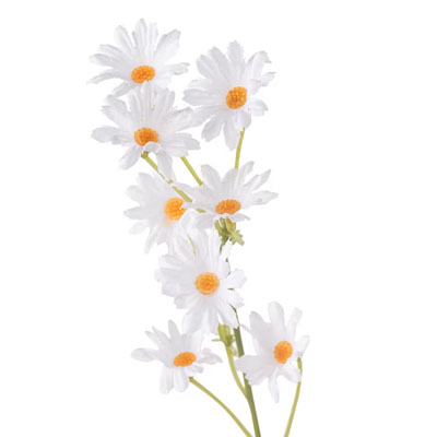 Daisy (गुलबहार)