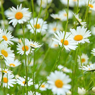 Daisy (गुलबहार) - Image 2
