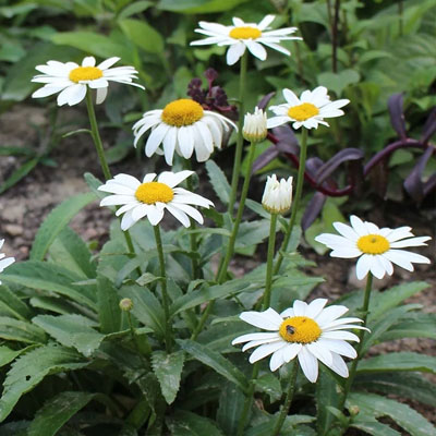 Daisy (गुलबहार) - Image 3