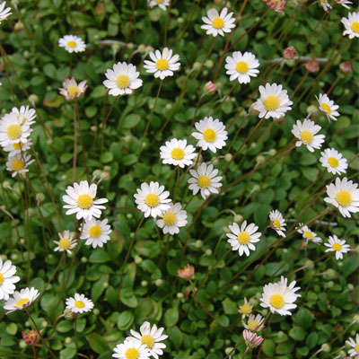 Daisy (गुलबहार) - Image 4