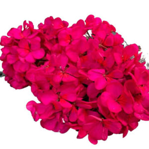 Geranium flower(जेरेनियम फूल)