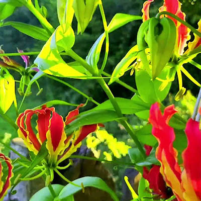 Glory lily (बचनाग) - Image 3