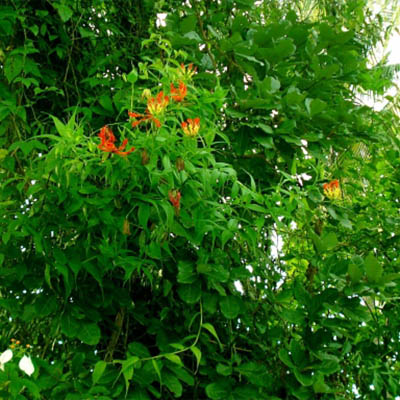 Glory lily (बचनाग) - Image 2