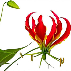 Glory lily (बचनाग)