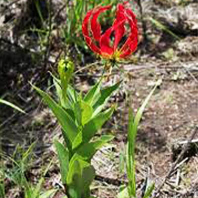 Glory lily (बचनाग) - Image 4