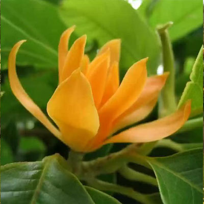 Golden frangipani (सोन चंपा) - Image 3
