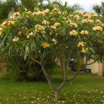 Golden frangipani (सोन चंपा) - Image 4