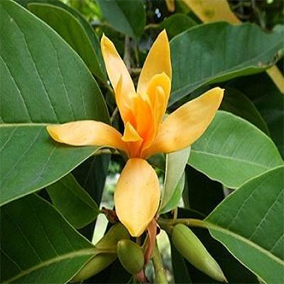 Golden frangipani (सोन चंपा) - Image 5