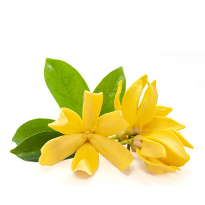 Golden frangipani (सोन चंपा)